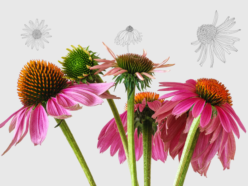 POWER OF ECHINACEA: THE SECRET WEAPON FOR YOUR HEALTH